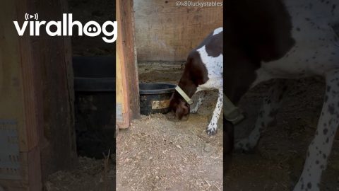 Farm Dog Caught Burying a Slice of Pizza || ViralHog