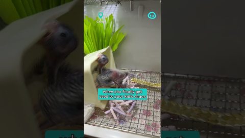 Chill Mama Parrot Needs a Break From Her Baby || ViralHog Shorts