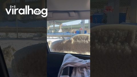 Frozen Car in Philadelphia || ViralHog