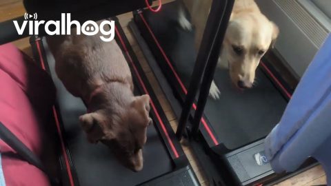 Dogs on Treadmills || ViralHog