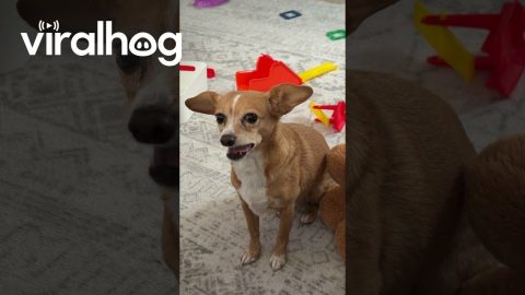 Dog Takes Days To Chew Fruit Snack || ViralHog