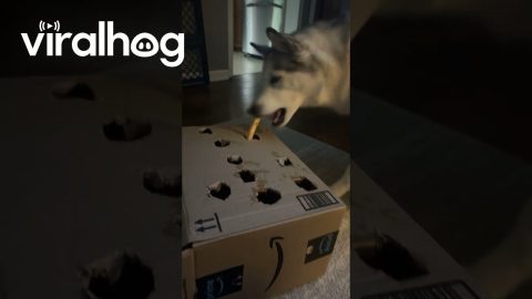 Huskies Try To Chomp Disappearing Cheese Sticks || ViralHog
