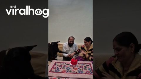 Dog Joins the Cake Cutting || ViralHog