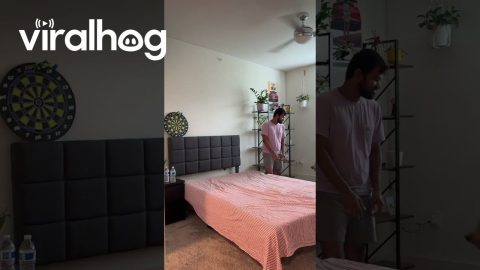 Golden Retriever Zoomies on Fresh Sheets || ViralHog