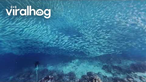 Moalboal Sardines Run || ViralHog