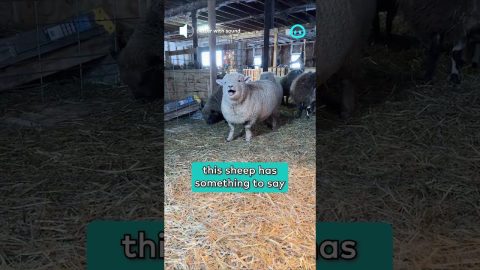 This Sheep Has Something to Say || ViralHog Shorts