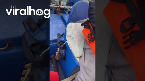 Boaters Rescued Puppy Stranded At Sea || ViralHog