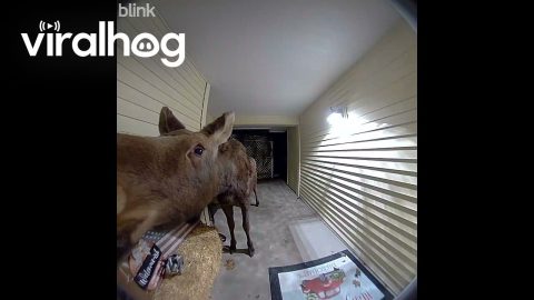 Moose Stops by the Front Door || ViralHog