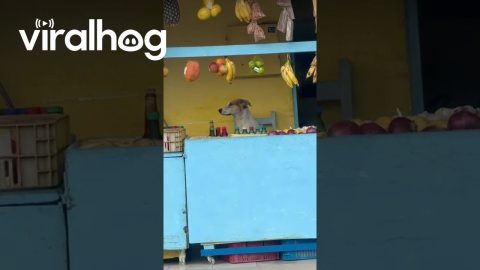 Vendor Dog At Fruit Counter || ViralHog