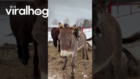 Fluffy Cat Rides Trusty Donkey Steed || ViralHog