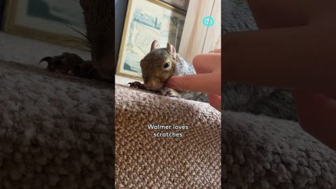 Walmer the Rescue Squirrel Waits for Scratches || ViralHog Shorts