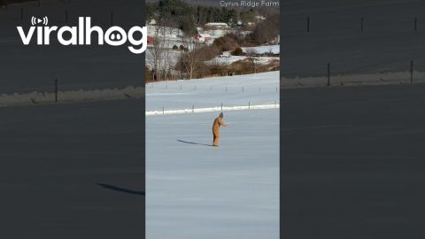 Snowboarding in Cowboy Boots || ViralHog