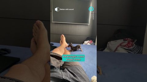 Ankle Biting Puppy Play With His New Human || ViralHog Shorts