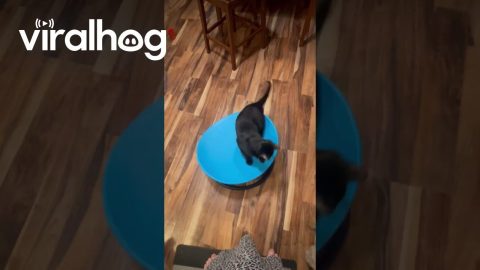 Cat on a Spinning Chair || ViralHog