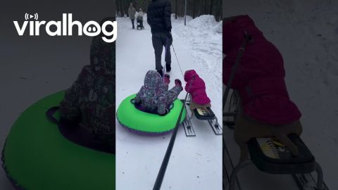 American Bully Dog Loves Sledding || ViralHog