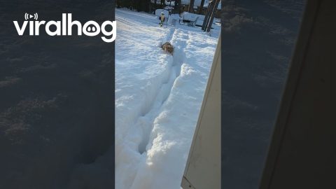 Orange Cat Discovers the Snow Is Deeper Than Expected || ViralHog