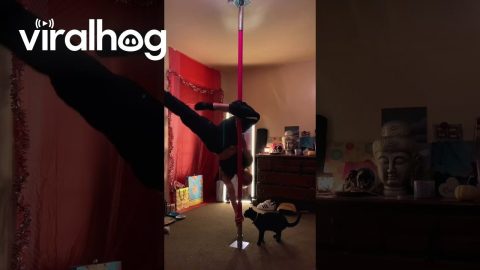 Black Cat Loves Pole Dancing With Her Owner || ViralHog