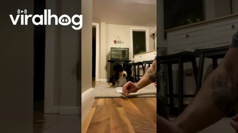 Spatula Treat Catch Trick || ViralHog