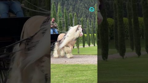 Carriage Pulled by Horse With Fabulous Mane || ViralHog Shorts
