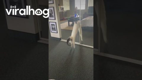 Cat Performs Aerial Strike on Reflection || ViralHog