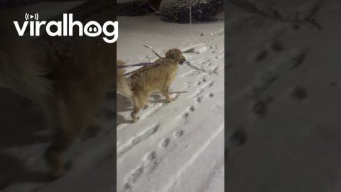 Sticks Hate to See Millie Coming || ViralHog