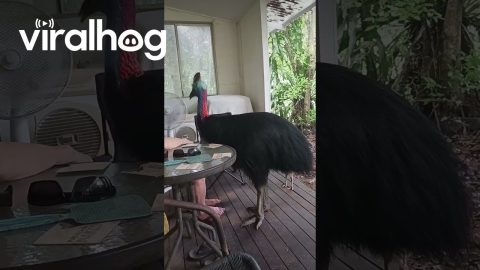 Cassowary Cools Off With Shared Fan || ViralHog