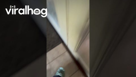Who's Knocking? || ViralHog