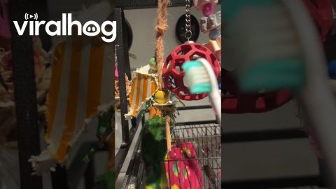 Yoshi the Parrot Loves the Electric Toothbrush || ViralHog