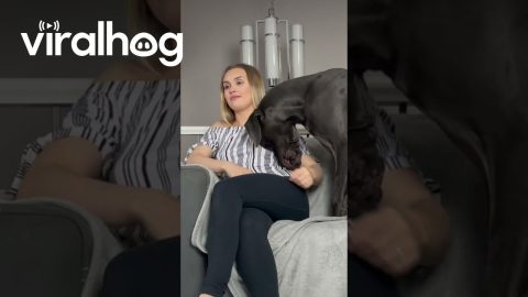 Ignoring My Great Dane to Get His Reaction || ViralHog