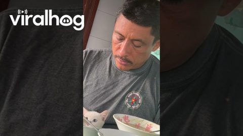 Doting Cat Lover Gently Spoons Shared Soup || ViralHog
