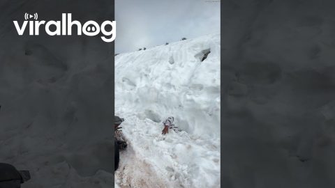 Man Hilariously Swallowed By Snow Pit || ViralHog