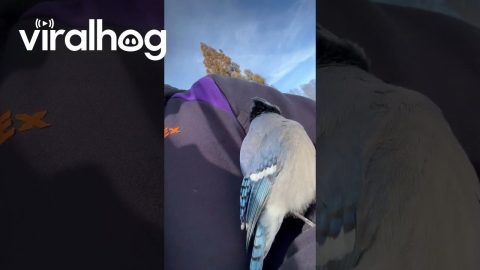 Delivery Driver Makes Friends With a Blue Jay || ViralHog