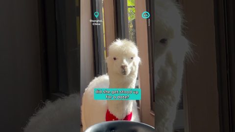 Alpaca at the Bistro || ViralHog Shorts