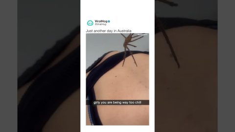 Calmly Flicking Off A Giant Spider While Friends Scream || ViralHog Shorts