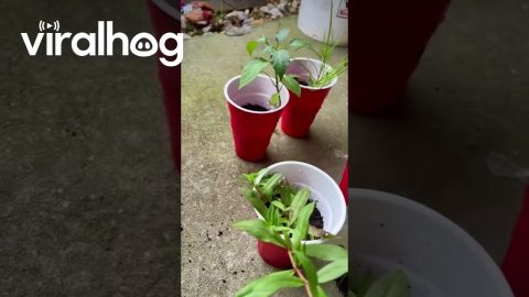 Unexpected Lizards Bursts Out Of Egg || ViralHog