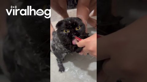 Cat's Cries Turn Bathtime Into Treat Time || ViralHog
