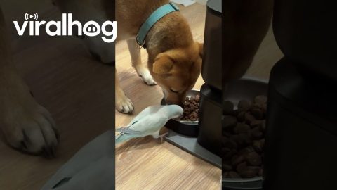 Pup Shares Food With Parrot || ViralHog