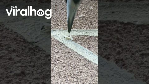 Magpie Takes Chicken From Ants || ViralHog