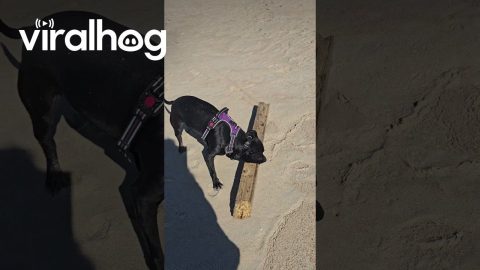 Dog Fetches Construction Materials || ViralHog