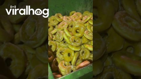 Open Dumpster Full of Glazed Donuts || ViralHog