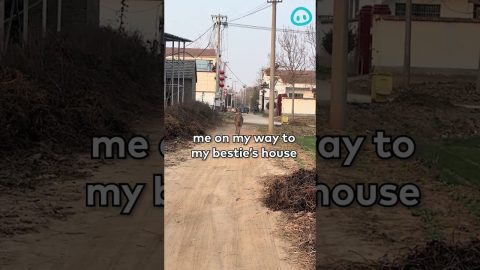 Adorable Small Deer Hops Excitedly in Henan, China || ViralHog