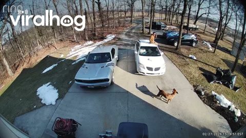 Loose Dog Greets Scared Delivery Driver || ViralHog