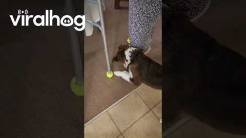 Dog Wants to Take Meema’s Walker Tennis Balls || ViralHog
