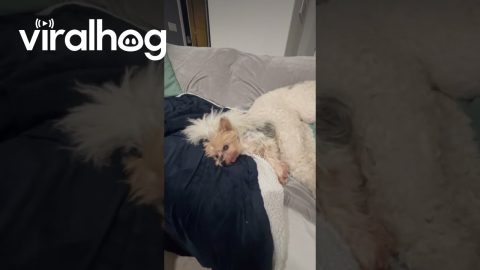 Little Dog Hiding Under Big Dog || ViralHog
