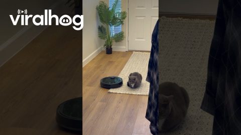 Cat Who Cannot Be Bothered || ViralHog