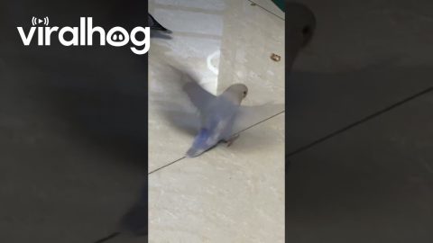 Flapping Parrot Doesn't Find Takeoff || ViralHog