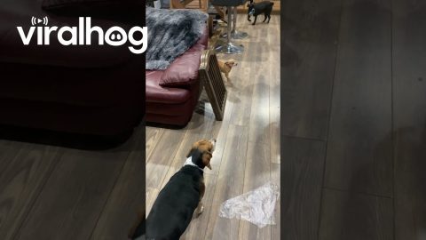 My Rabbit Really Thinks He's a Dog || ViralHog