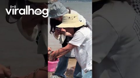 Octopus Clings to Woman's Hand on Beach || ViralHog