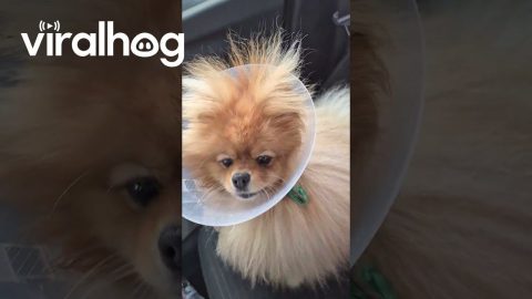 Pomeranian in Satellite Dish Mode || ViralHog