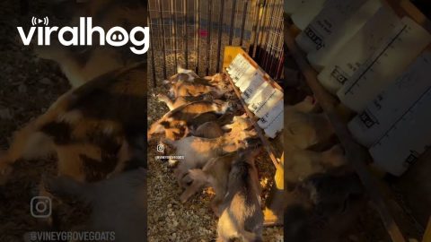 Feeding Baby Goats With Bottle Rack || ViralHog